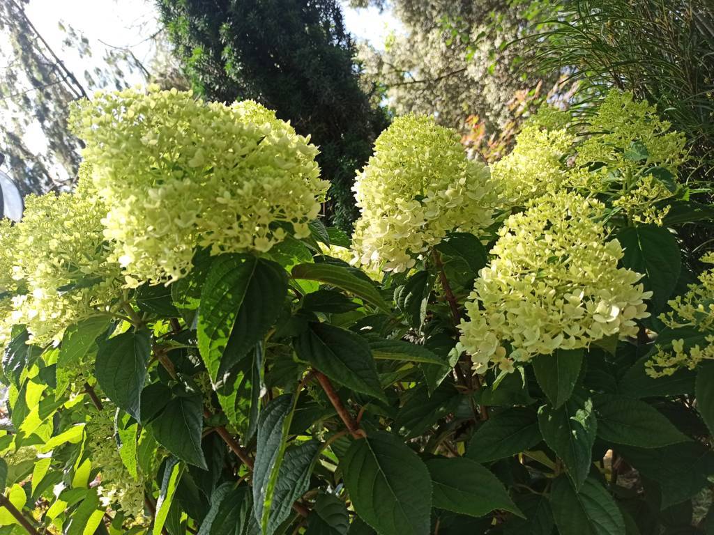 hortensia-paniculata