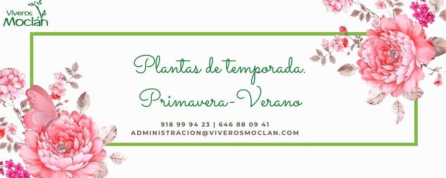 plantas-temporada-primavera-verano 