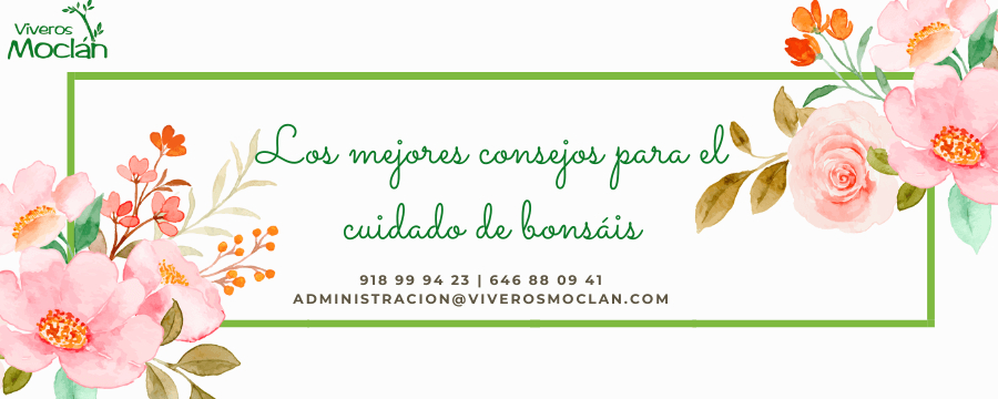 cuidado de bonsáis
